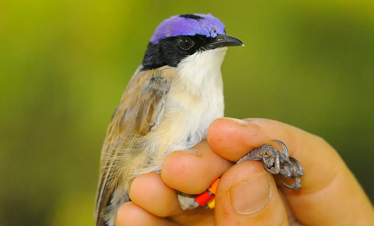 Purple Crowned Fairy Wren Australian Wildlife Conservancy