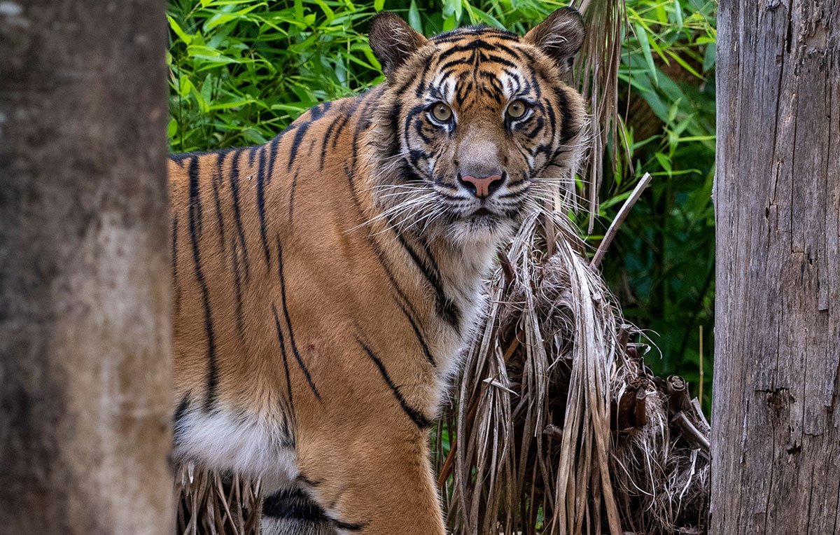 Sumatran Tiger Delilah Debuts at Adelaide Zoo