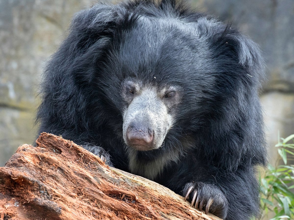 Woodland Park Zoo Sloth Bear Cubs