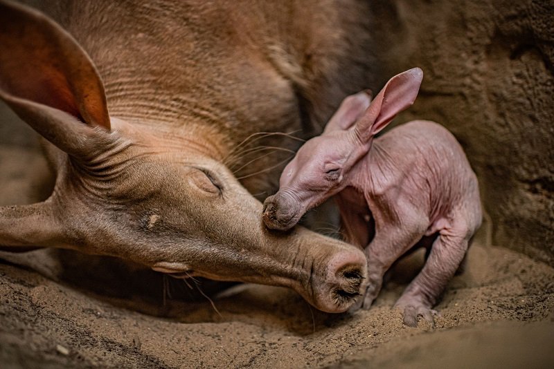 Aardvark Baby Chester Zoo