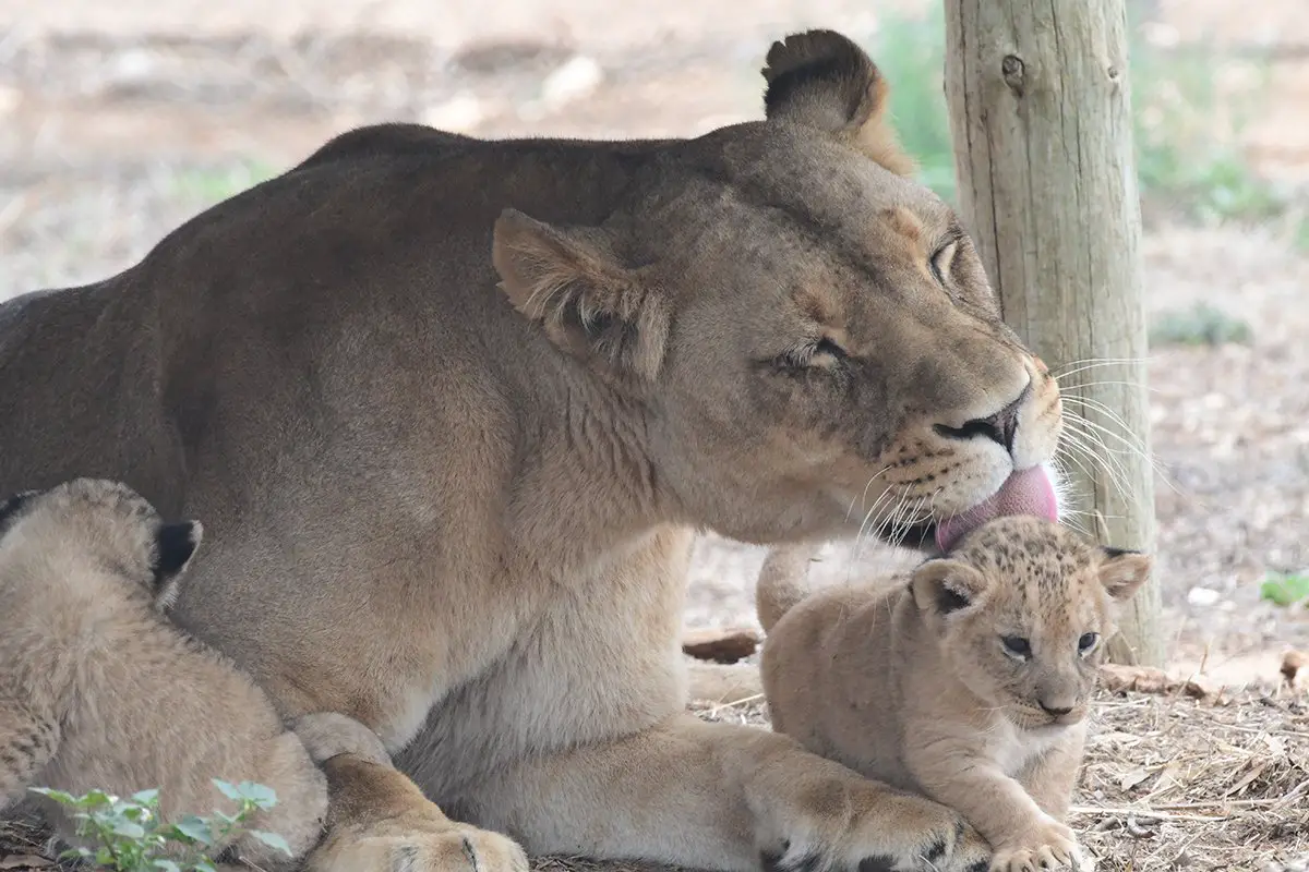 African Lion Cubs Monarto Safari Park