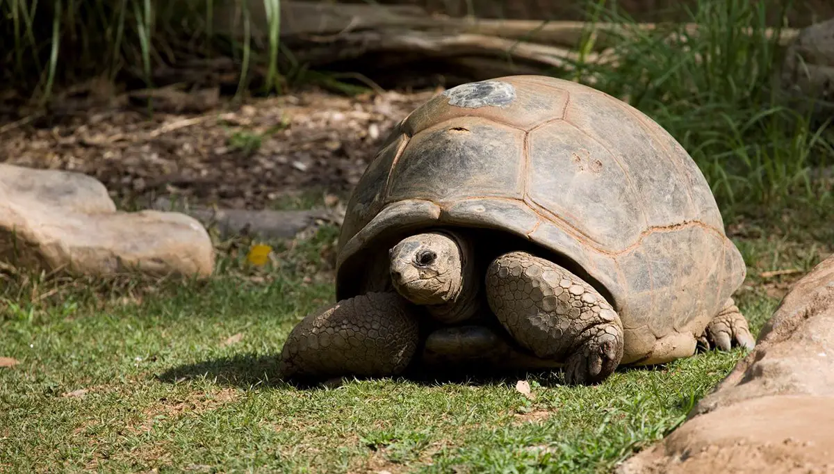 Patches the Giant Tortoise Passing