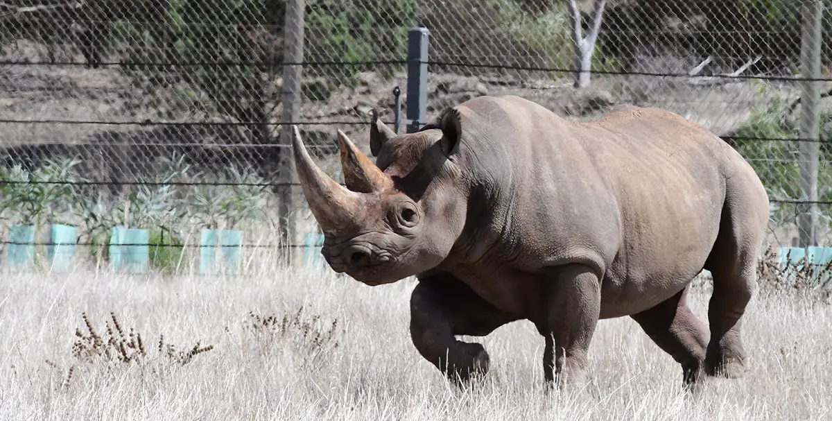 Black Rhinoceros Monarto Safari Park