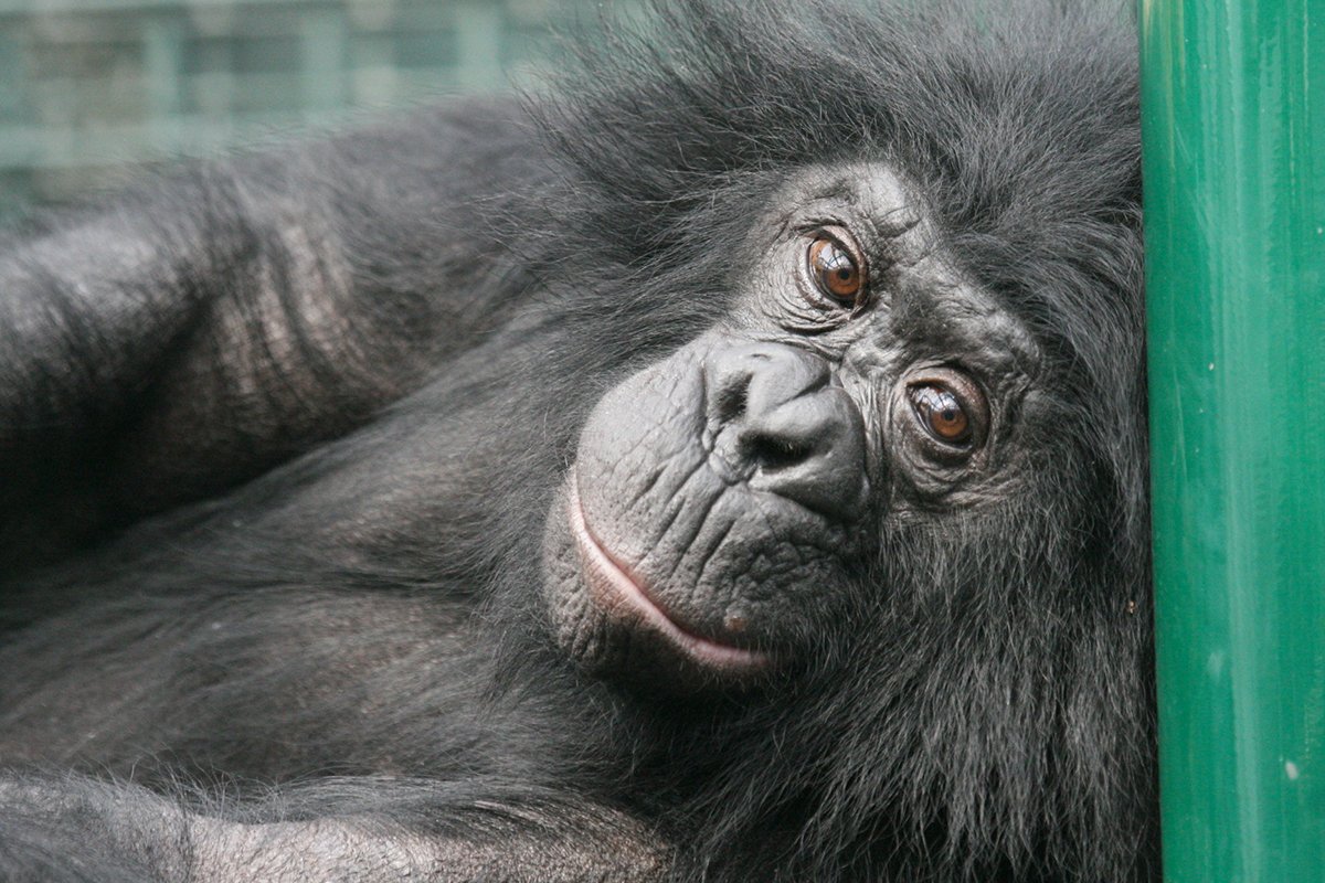 Bonobo Passing Columbus Zoo and Aquarium