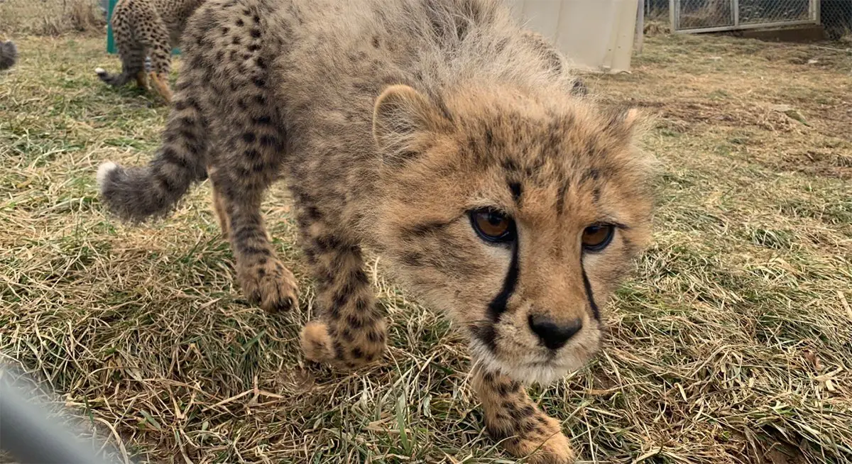 Cheetah Cubs Named at the Smithsonian's National Zoo