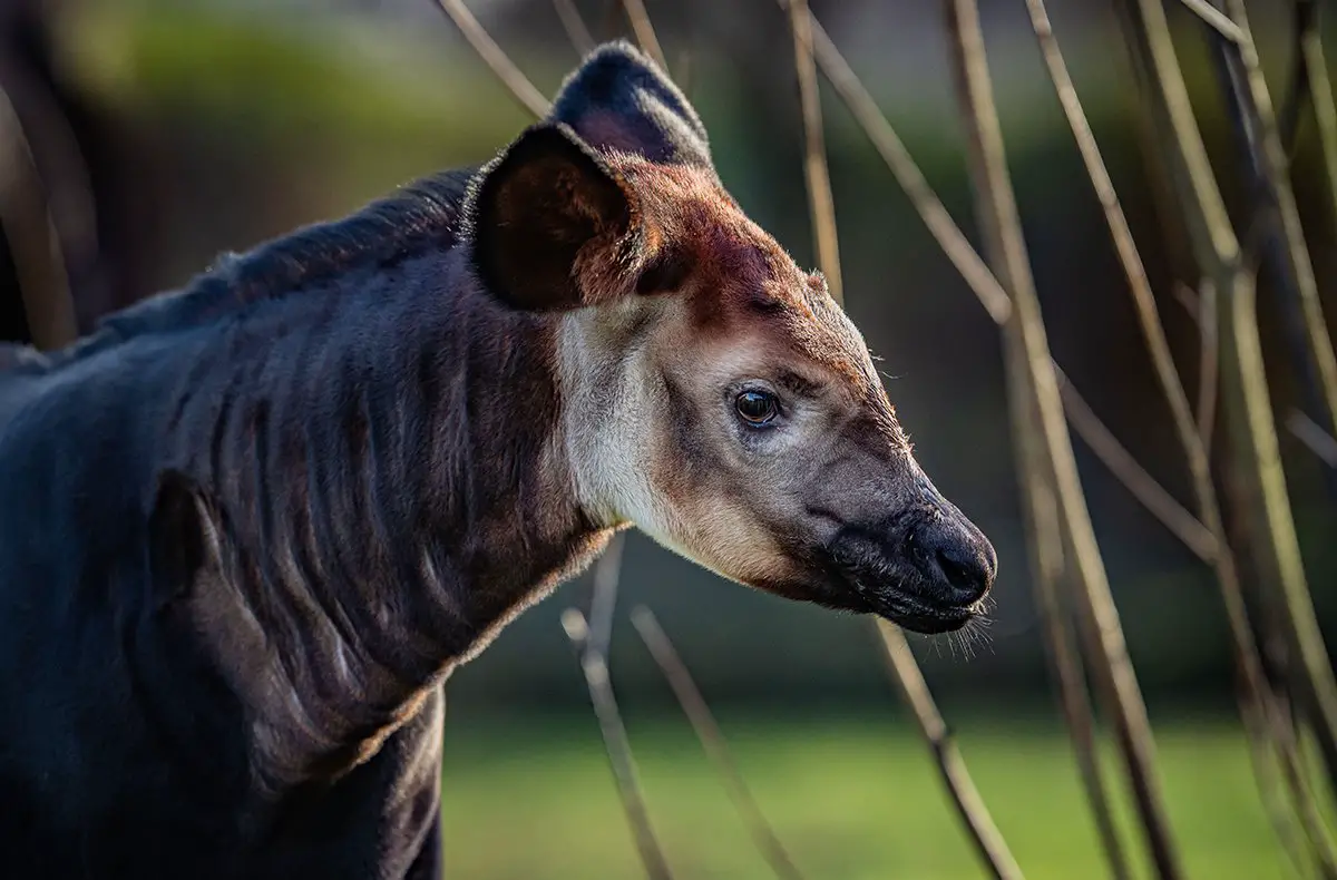 Okapi Calf Chester Zoo