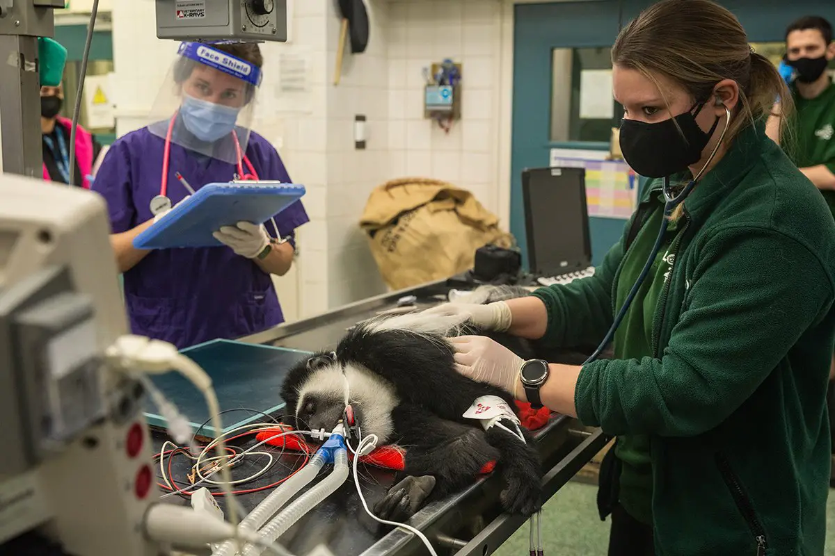 ZSL London Zoo Colobus Monkey Health Check