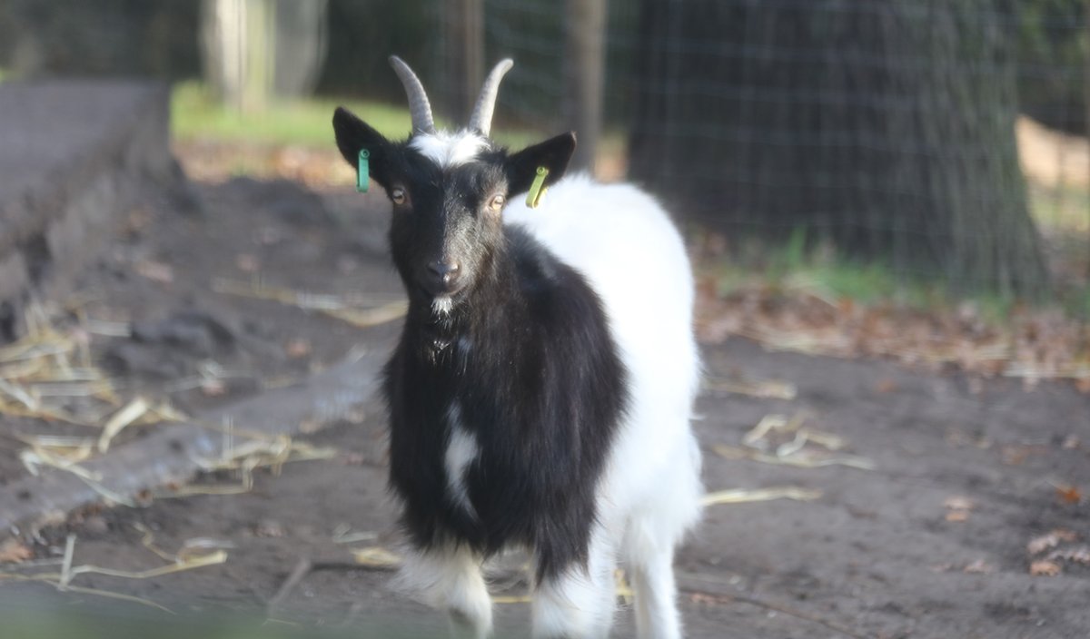 Edinburgh Zoo Goats