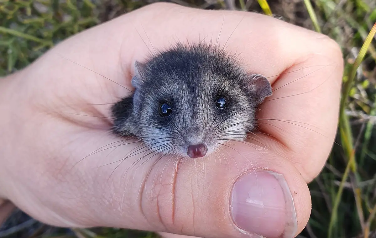 Kangaroo Island Dunnart Recovery