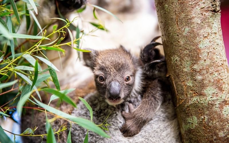 Koala Joey Longleat Safari Park