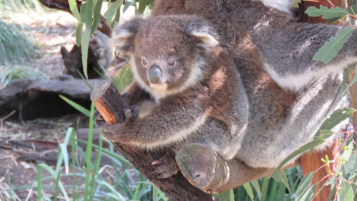 Koala Endangered Australia