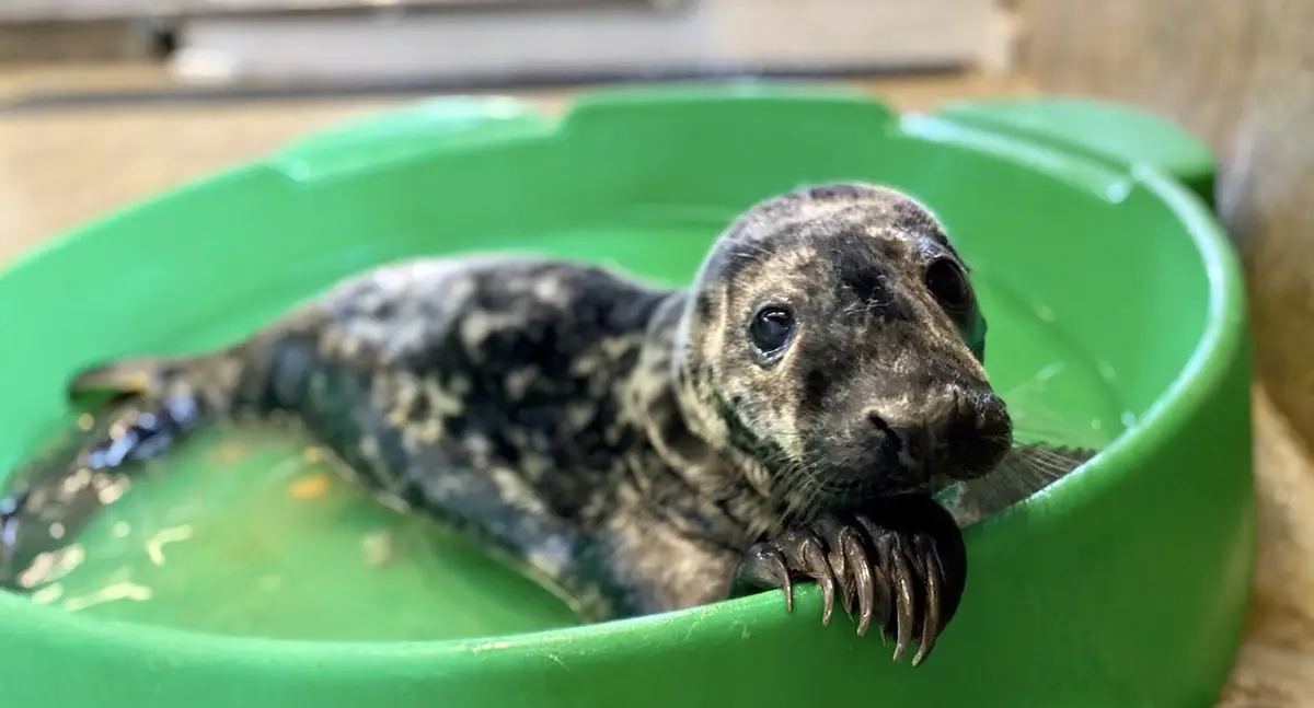 Lincoln Park Zoo Gray Seal Pup