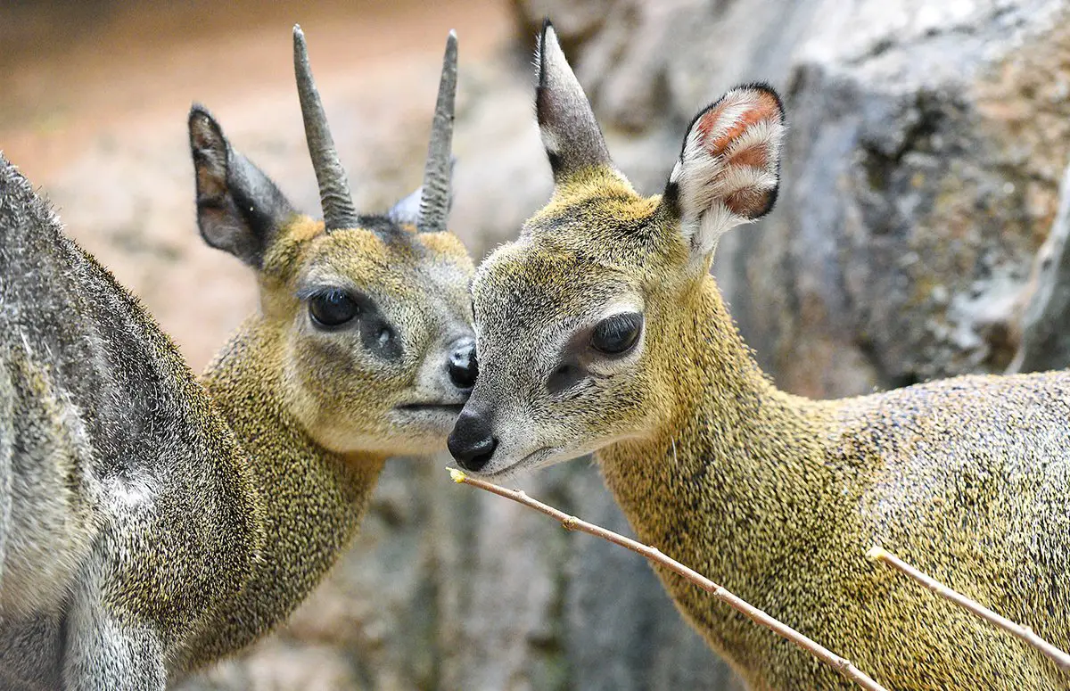 New Klipspringer at Brookfield Zoo