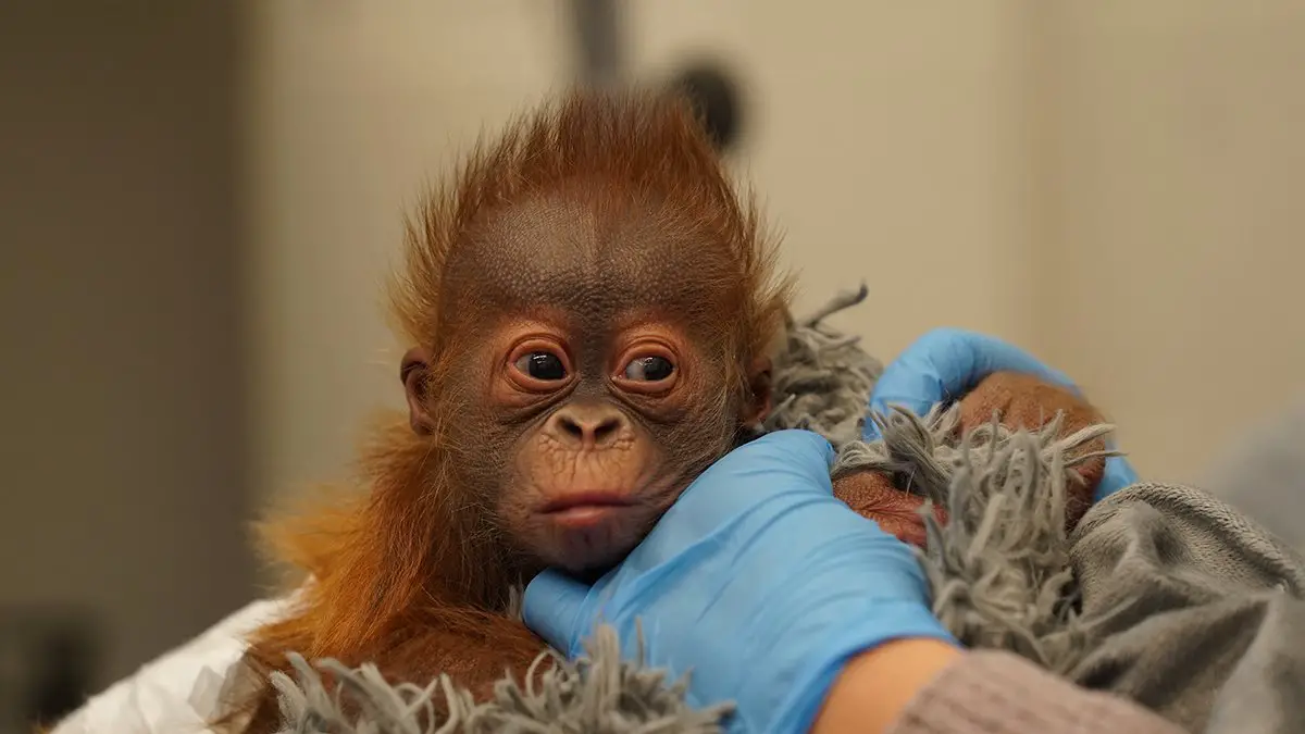 Audubon Zoo Orangutan Infant