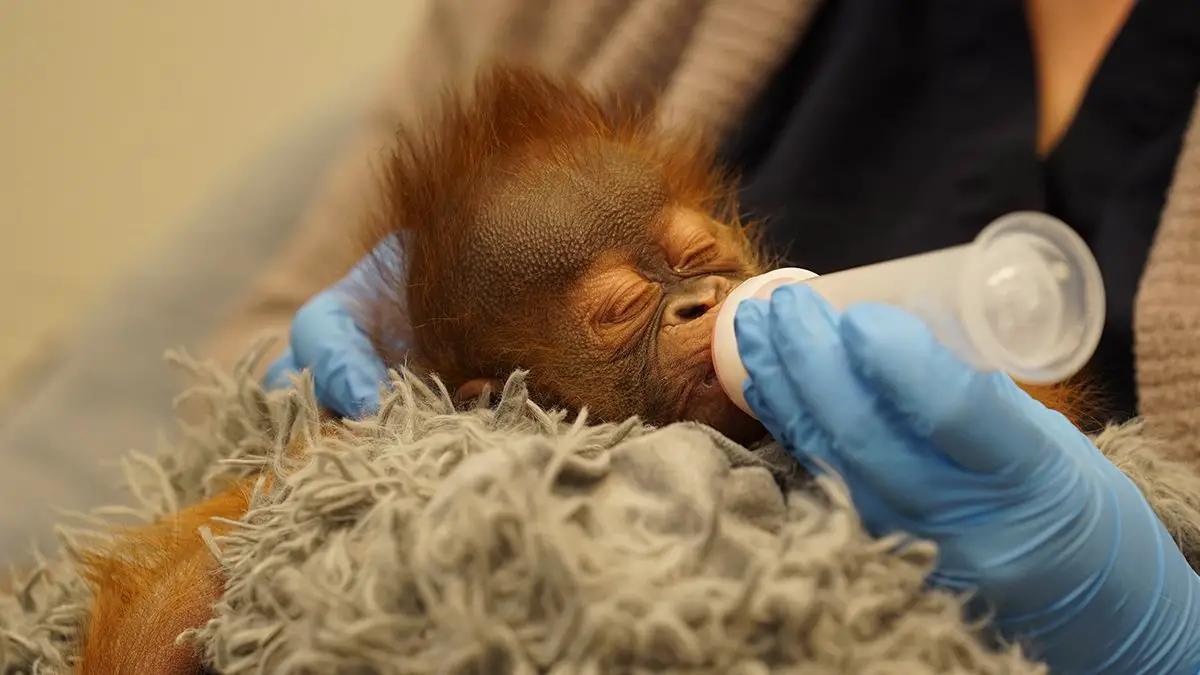 Audubon Zoo Orangutan Infant