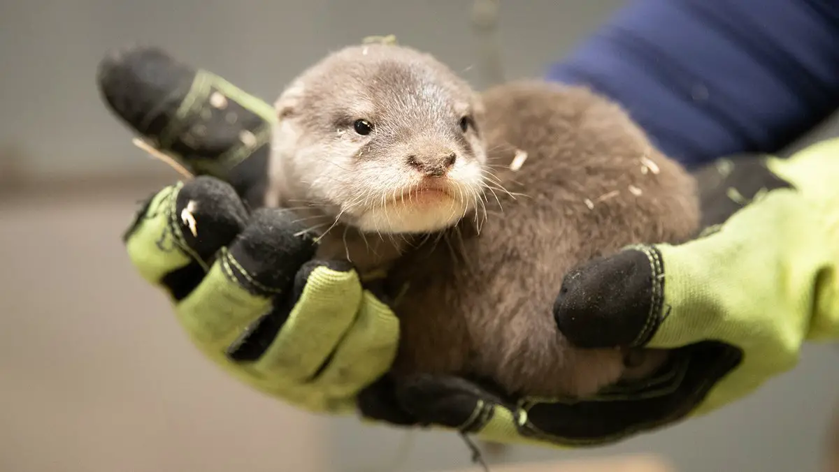 Woodland Park Zoo Otter Pup