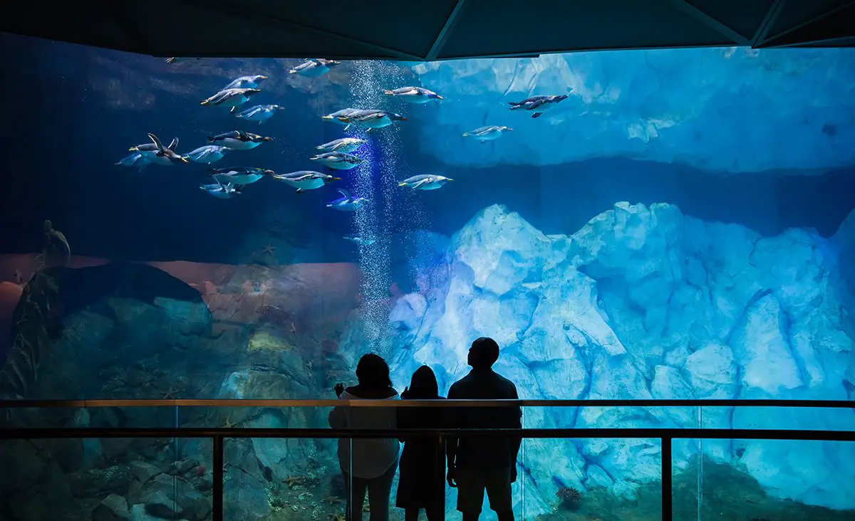 Polk Penguin Conservation Center Reopens Detroit Zoo