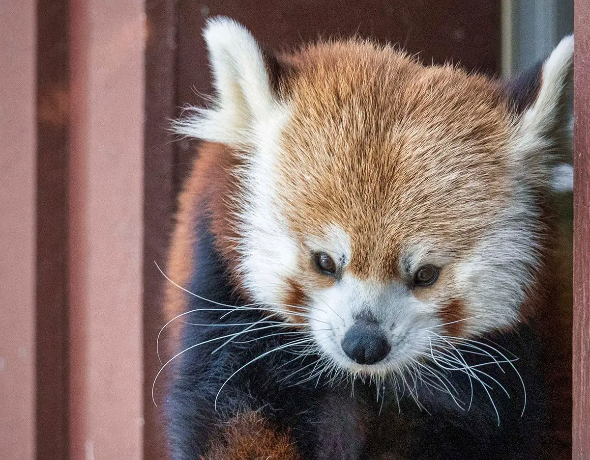 Red Panda Passing Connecticut's Beardsley Zoo