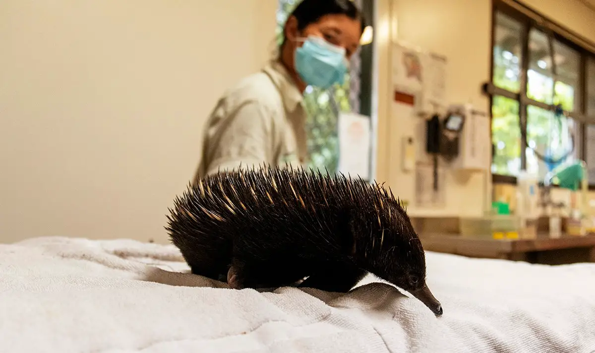 Taronga Zoo Short Beaked Echidna