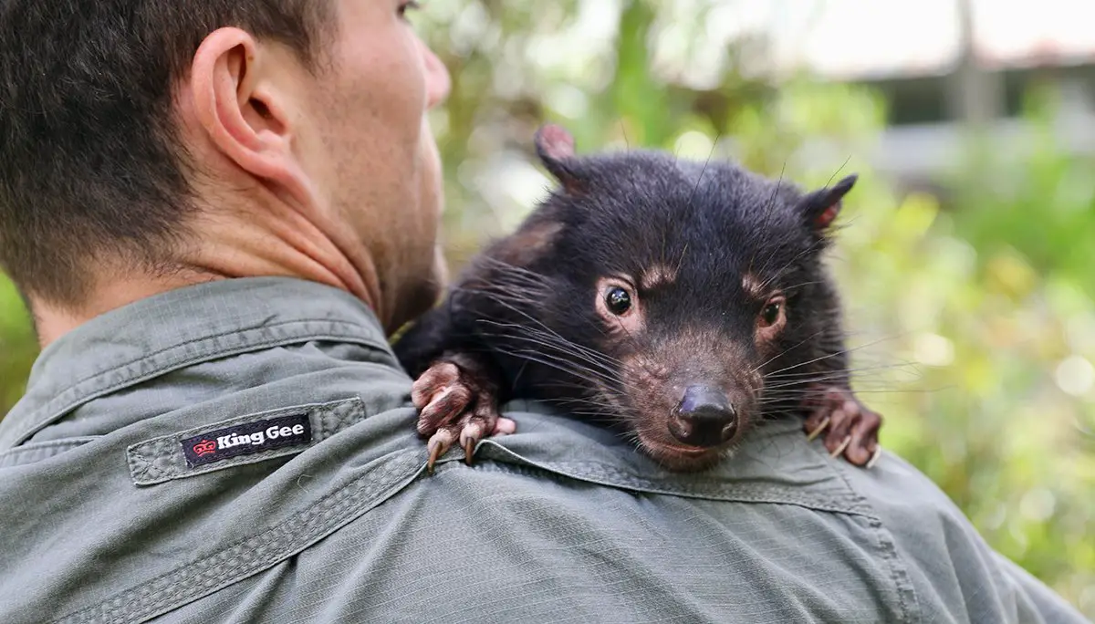 Aussie Ark Tasmanian Devil