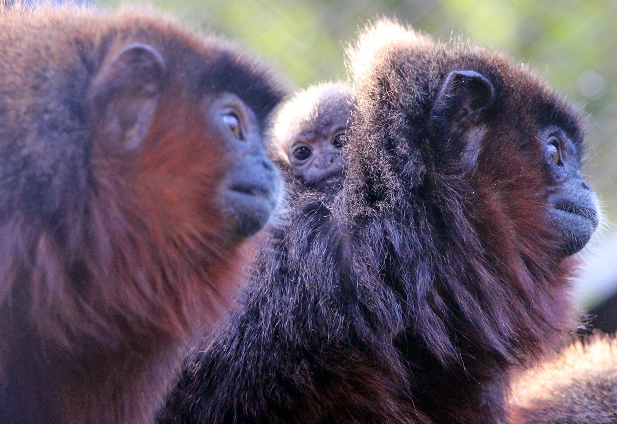 Titi Monkey Infant Belfast Zoo