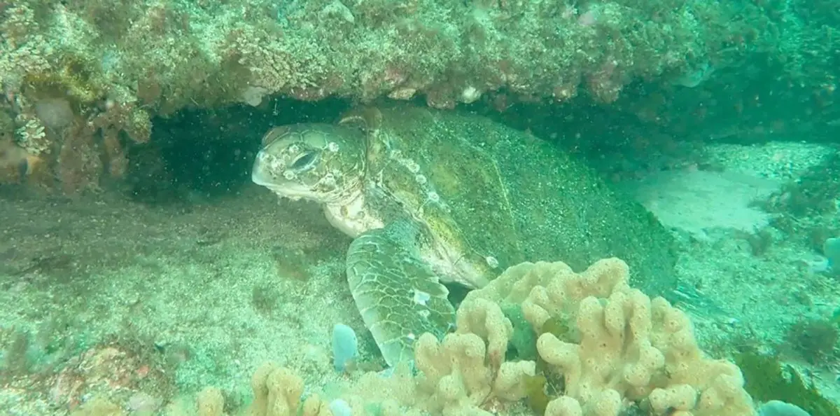 Turtle Release SEA LIFE Sydney Aquarium