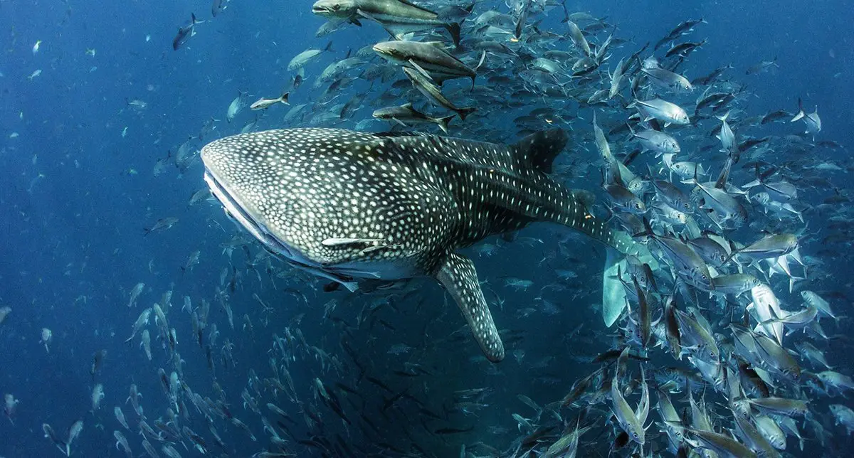 Whale Shark The Animal Facts