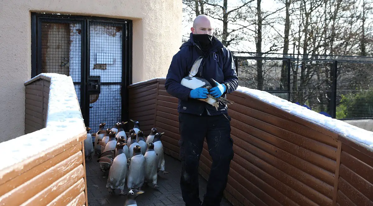Edinburgh Zoo Penguins