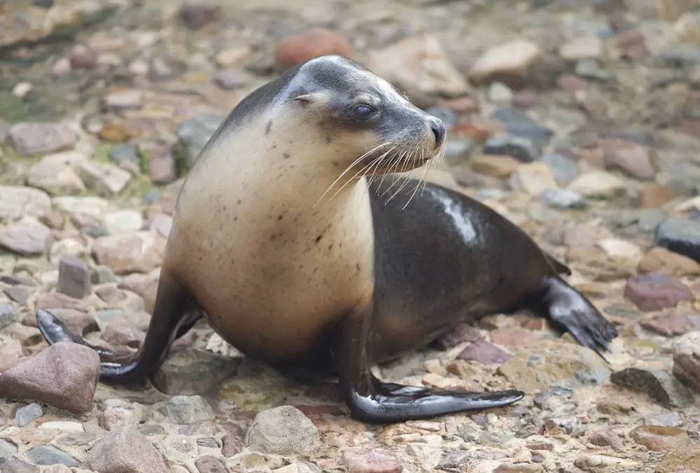 Ady the Sea Lion Birthday Adelaide Zoo