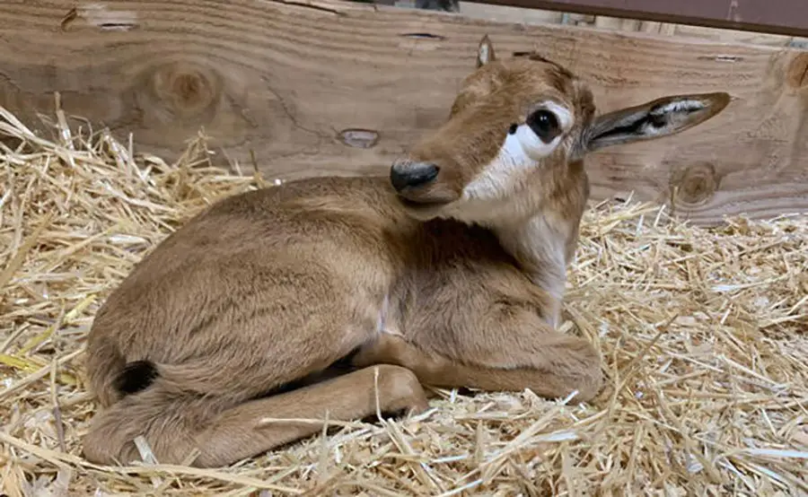 Bontebok Calf Oregon Zoo