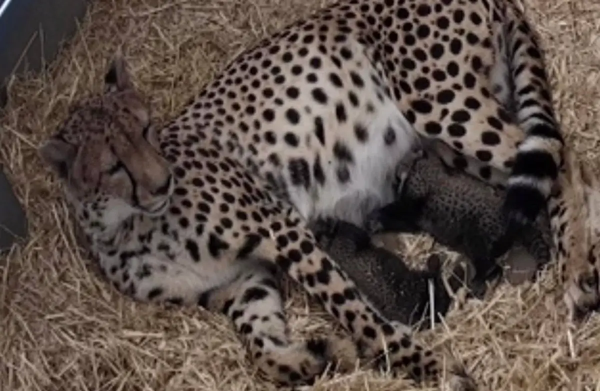 Cheetah Cubs Monarto Safari Park