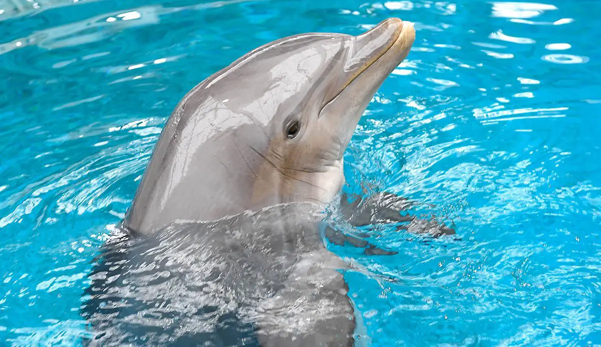 Dolphin Swap Brookfield Zoo