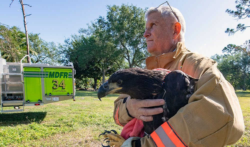 Bald Eagle Rescue Zoo Miami
