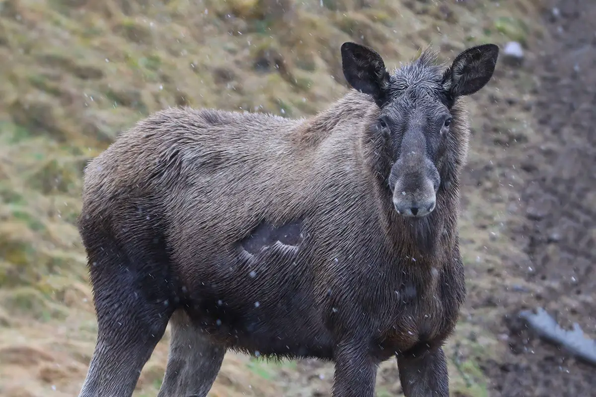 European Elk at Highland Wildlife Park