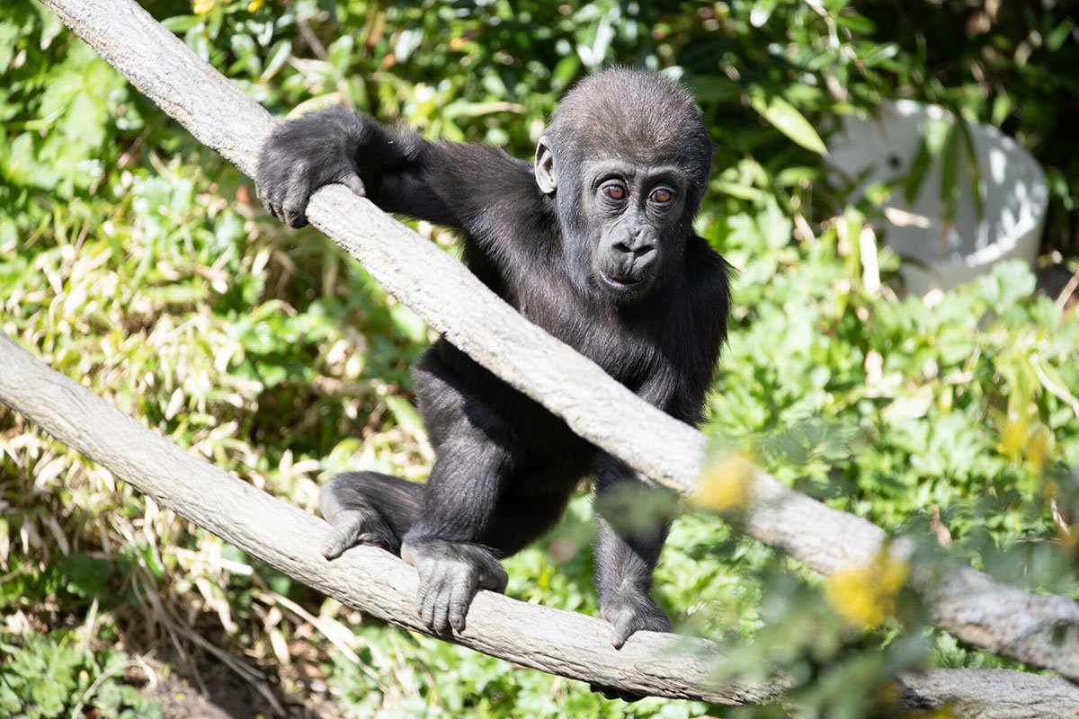 Woodland Park Zoo Gorilla Birthday
