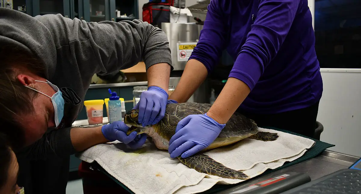 Green Sea Turtle Rescued Audubon