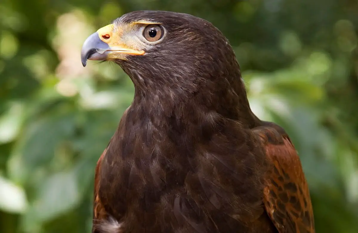 Harris Hawk Zoo Atlanta