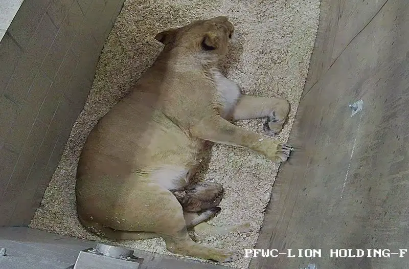 Lincoln Park Zoo Lion Cubs