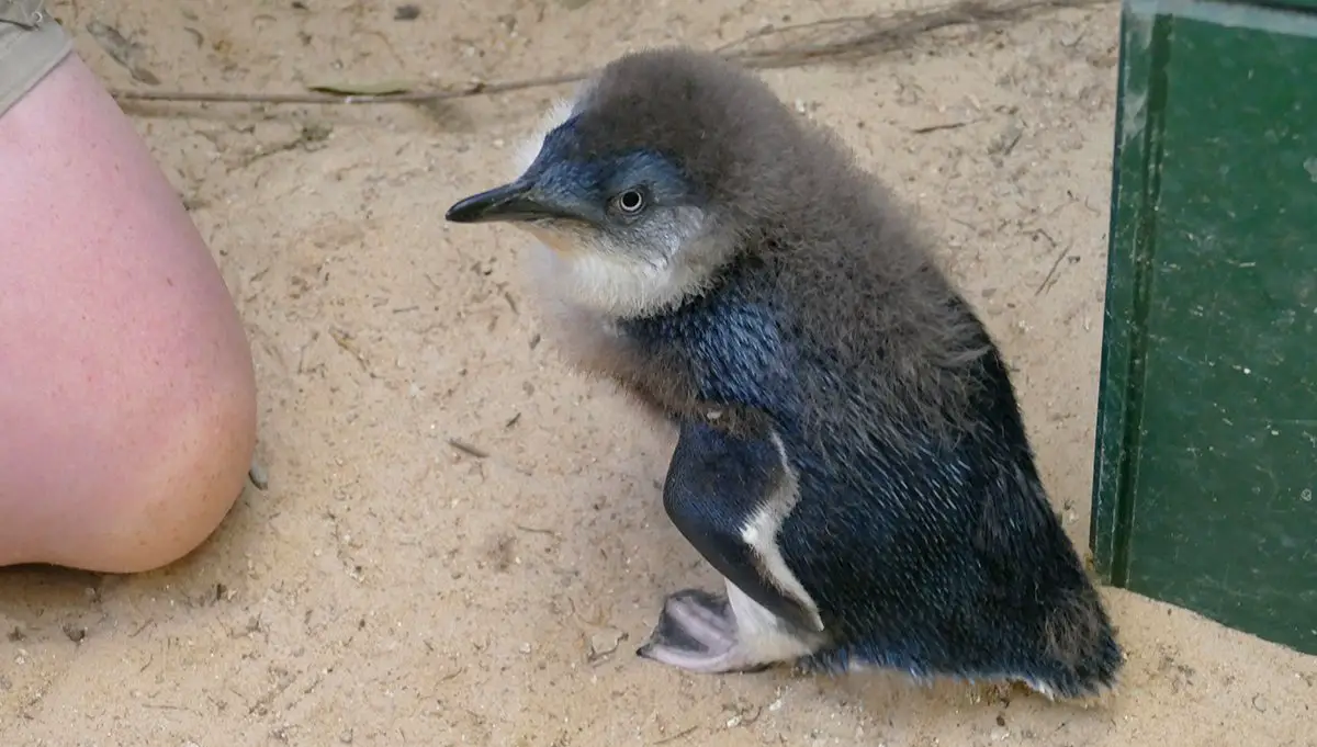 Little Penguins Zoos SA