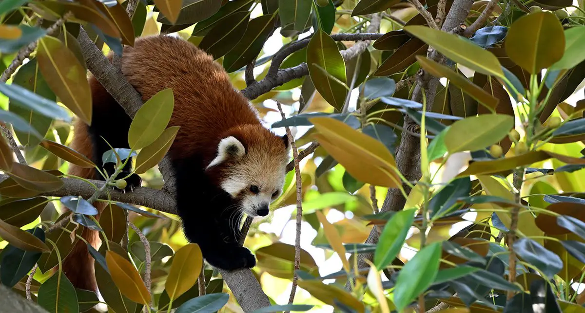 Red Panda Adelaide Zoo