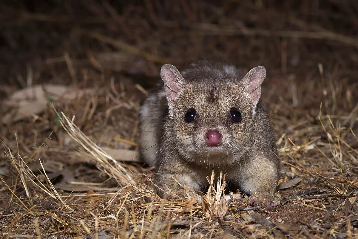 Northern Quoll Australian Wildlife Conservancy