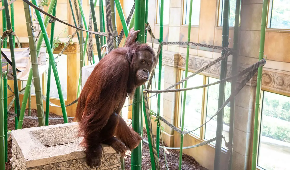 Orangutan Habitat Columbus Zoo and Aquarium