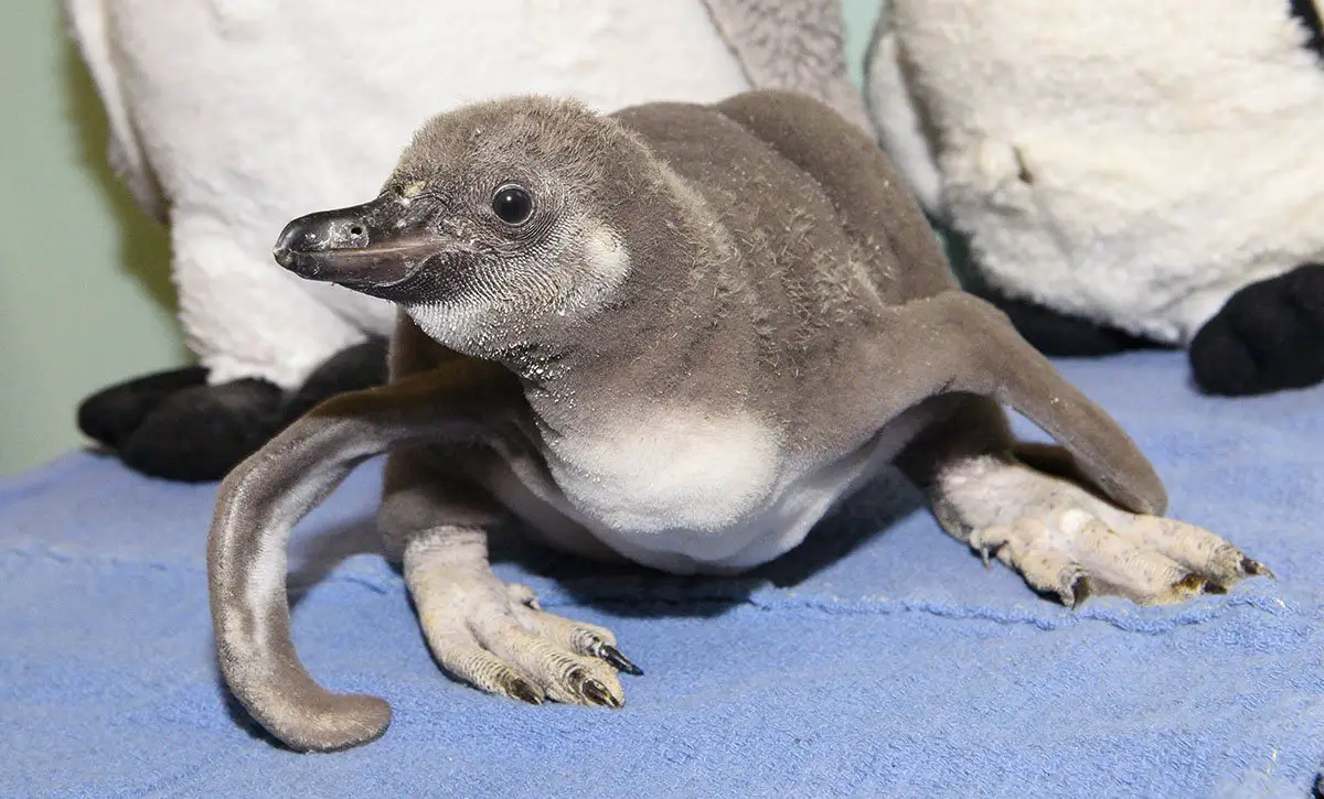 Humboldt Penguin Chick Brookfield Zoo