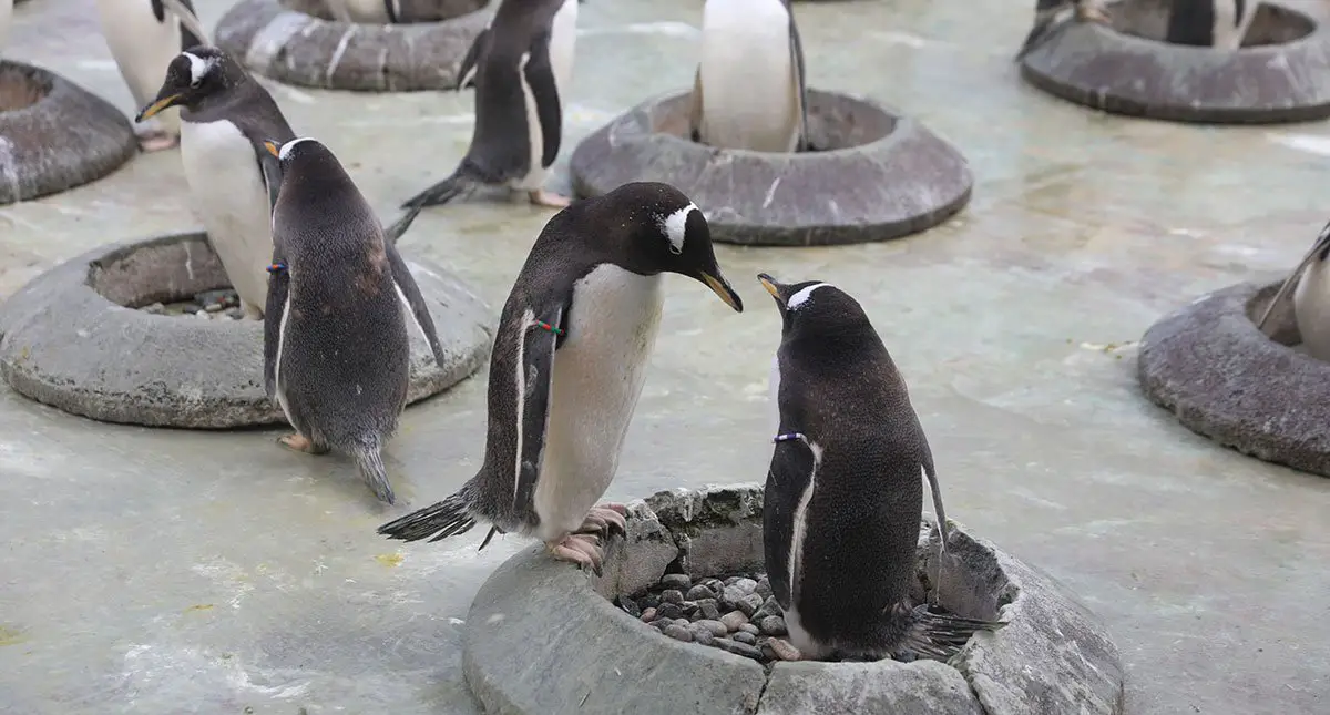 Edinburgh Zoo Penguin Breeding Season