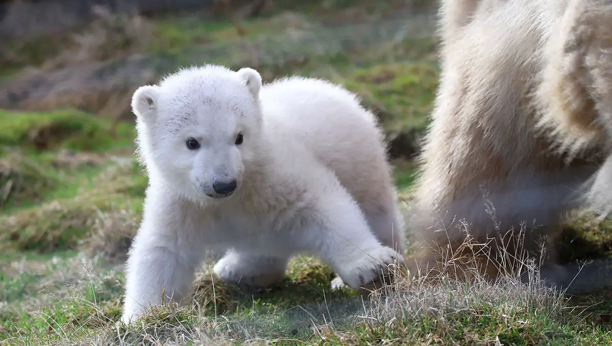 Baby Polar Bear Named Highland Wildlife Park