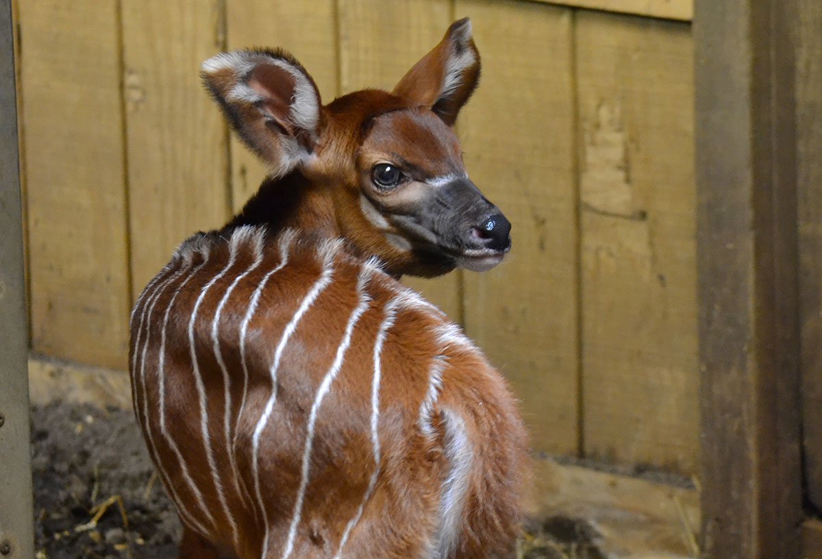 Baby Bongo Born at the Potter Park Zoo
