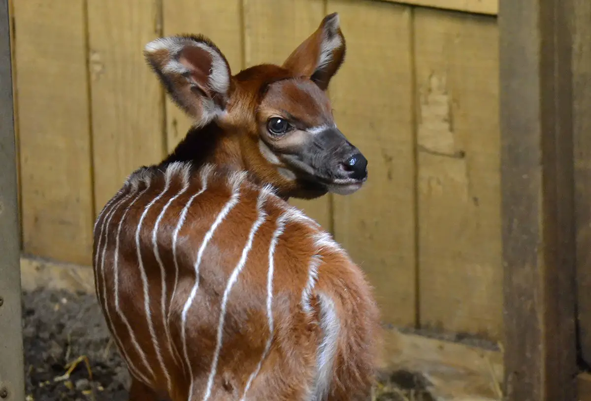 Baby Bongo Born at the Potter Park Zoo