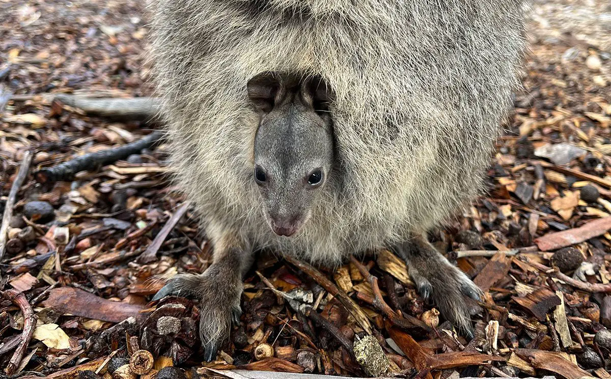 Quokka Joey Adelaide Zoo