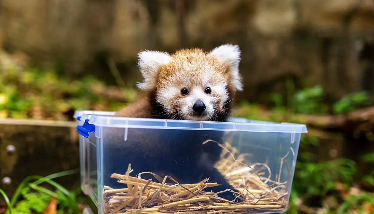 Red Panda Cub Taronga Zoo Sydney