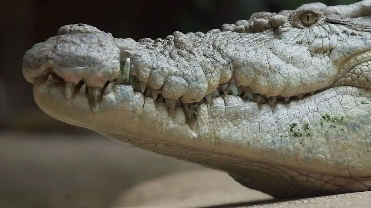 Rocky the Crocodile Dentist at Wildlife Sydney Zoo